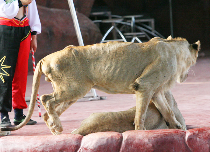 用于表演的狮子已经瘦得皮包骨头，步履蹒跚