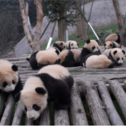 震后出生大熊猫喜迁新家 奔驰大熊猫乐园正式开园